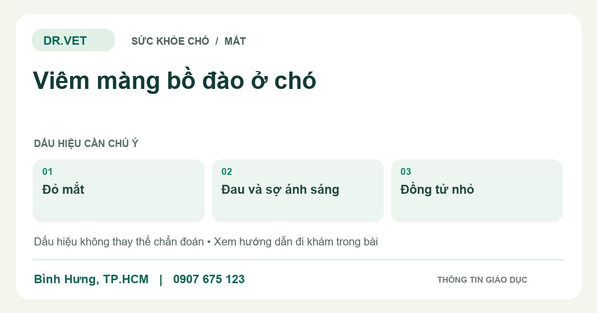 Đồ họa giáo dục: Viêm màng bồ đào ở chó – đỏ mắt, đau và sợ ánh sáng, đồng tử nhỏ. Không phải ảnh ca bệnh.