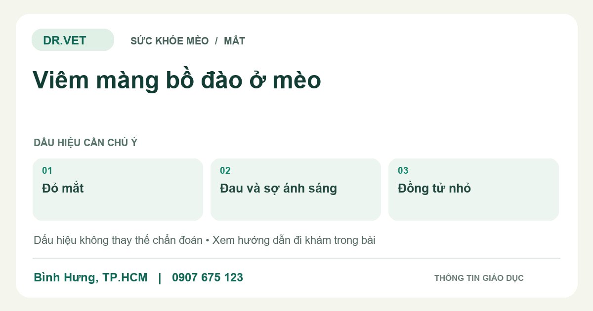 Đồ họa giáo dục: Viêm màng bồ đào ở mèo – đỏ mắt, đau và sợ ánh sáng, đồng tử nhỏ. Không phải ảnh ca bệnh.