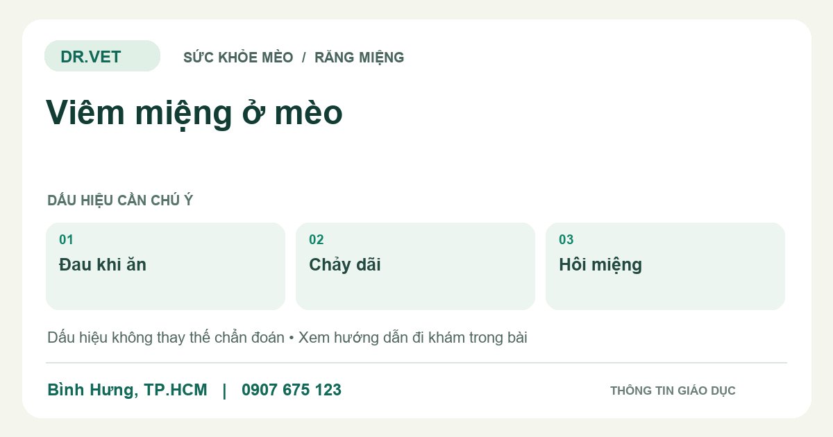 Đồ họa giáo dục: Viêm miệng ở mèo – đau khi ăn, chảy dãi, hôi miệng. Không phải ảnh ca bệnh.