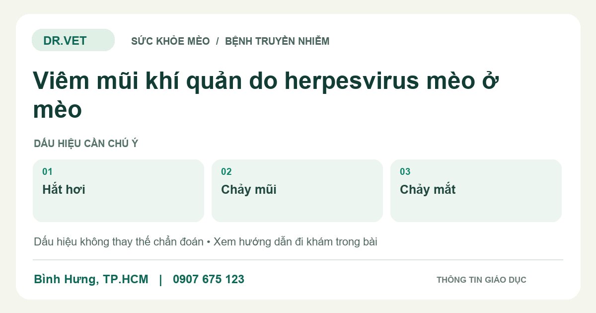 Đồ họa giáo dục: Viêm mũi khí quản do herpesvirus mèo ở mèo – hắt hơi, chảy mũi, chảy mắt. Không phải ảnh ca bệnh.