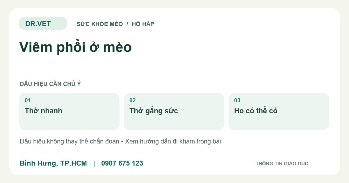 Đồ họa giáo dục: Viêm phổi ở mèo – thở nhanh, thở gắng sức, ho có thể có. Không phải ảnh ca bệnh.