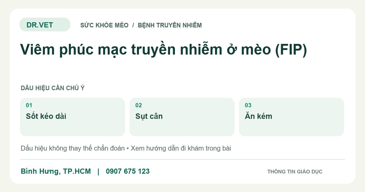 Đồ họa giáo dục: Viêm phúc mạc truyền nhiễm ở mèo (FIP) – sốt kéo dài, sụt cân, ăn kém. Không phải ảnh ca bệnh.