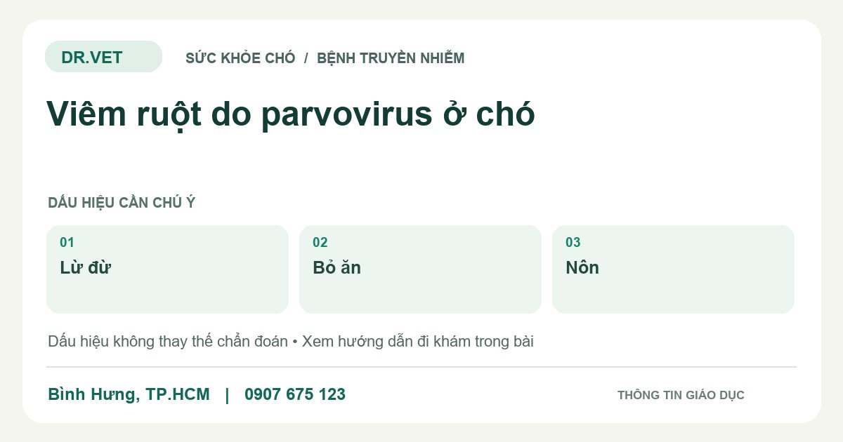 Đồ họa giáo dục: Viêm ruột do parvovirus ở chó – lừ đừ, bỏ ăn, nôn. Không phải ảnh ca bệnh.