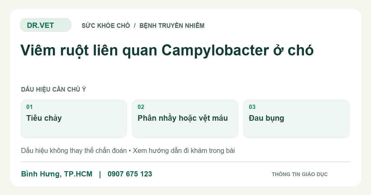 Đồ họa giáo dục: Viêm ruột liên quan Campylobacter ở chó – tiêu chảy, phân nhầy hoặc vệt máu, đau bụng. Không phải ảnh ca bệnh.