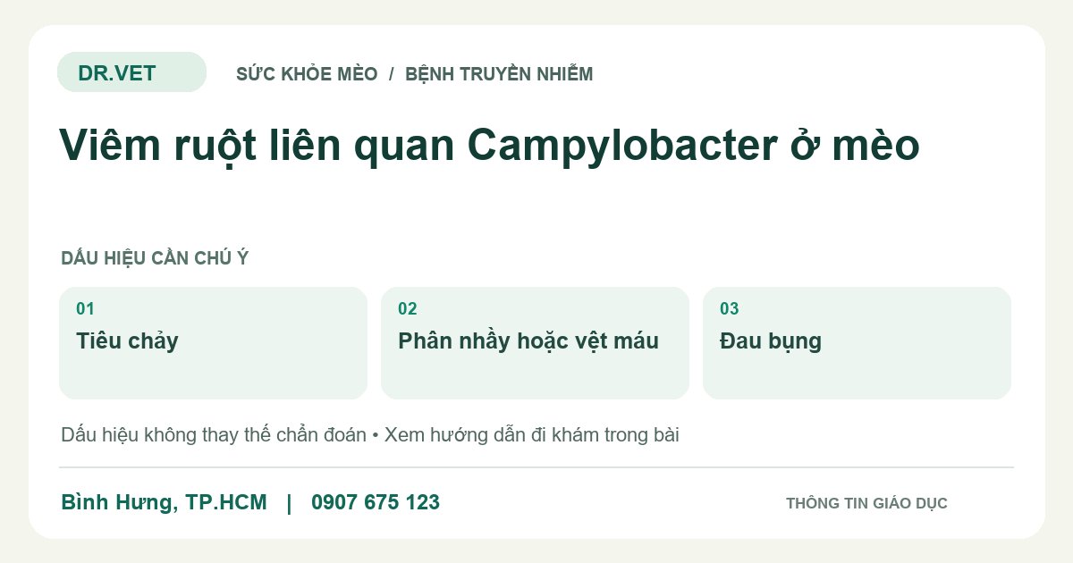 Đồ họa giáo dục: Viêm ruột liên quan Campylobacter ở mèo – tiêu chảy, phân nhầy hoặc vệt máu, đau bụng. Không phải ảnh ca bệnh.