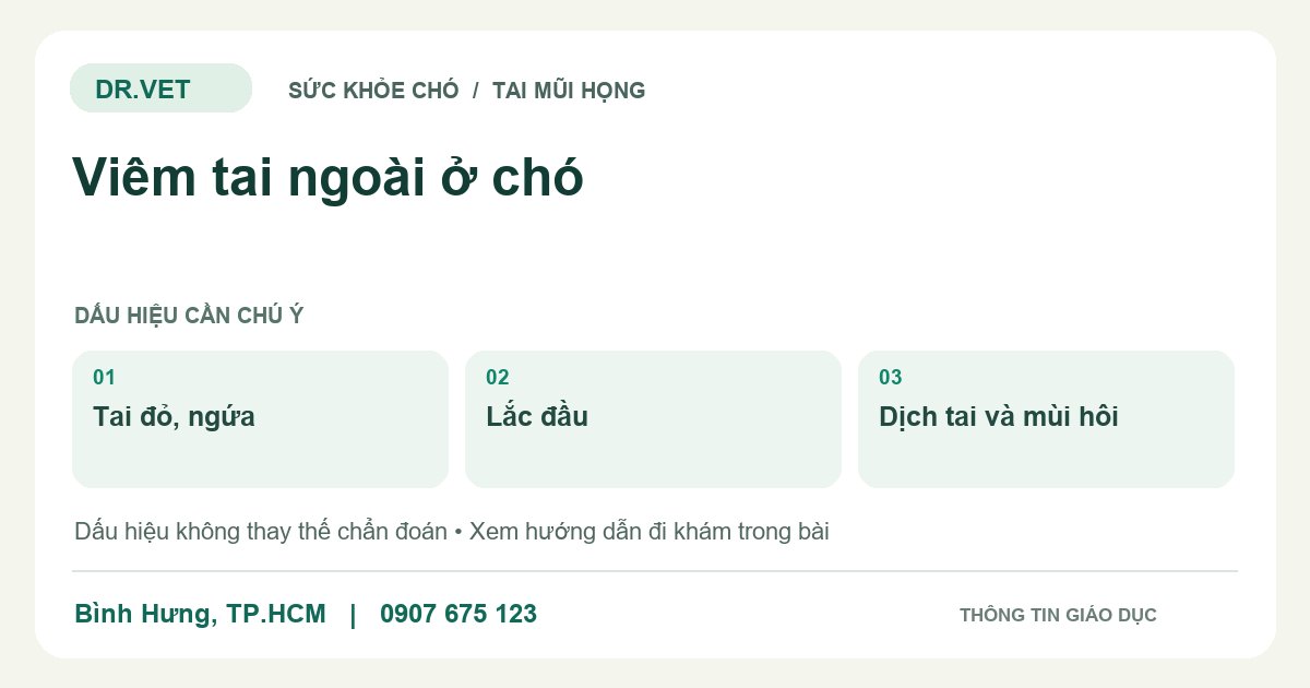 Đồ họa giáo dục: Viêm tai ngoài ở chó – tai đỏ, ngứa, lắc đầu, dịch tai và mùi hôi. Không phải ảnh ca bệnh.