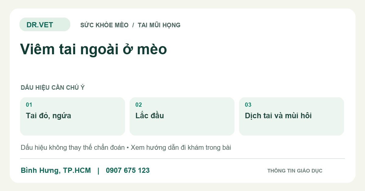 Đồ họa giáo dục: Viêm tai ngoài ở mèo – tai đỏ, ngứa, lắc đầu, dịch tai và mùi hôi. Không phải ảnh ca bệnh.