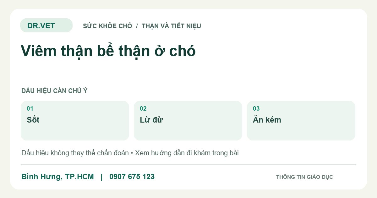 Đồ họa giáo dục: Viêm thận bể thận ở chó – sốt, lừ đừ, ăn kém. Không phải ảnh ca bệnh.