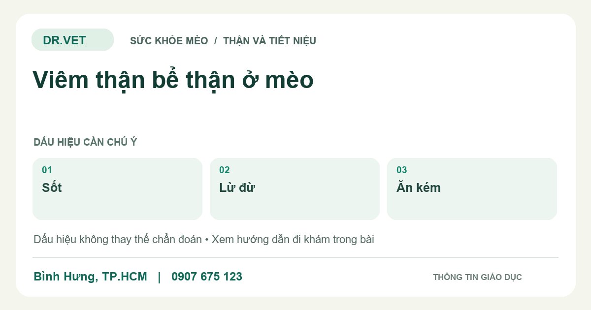 Đồ họa giáo dục: Viêm thận bể thận ở mèo – sốt, lừ đừ, ăn kém. Không phải ảnh ca bệnh.