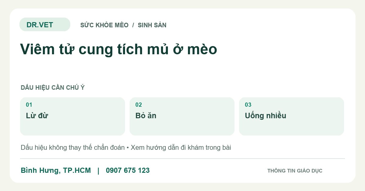 Đồ họa giáo dục: Viêm tử cung tích mủ ở mèo – lừ đừ, bỏ ăn, uống nhiều. Không phải ảnh ca bệnh.
