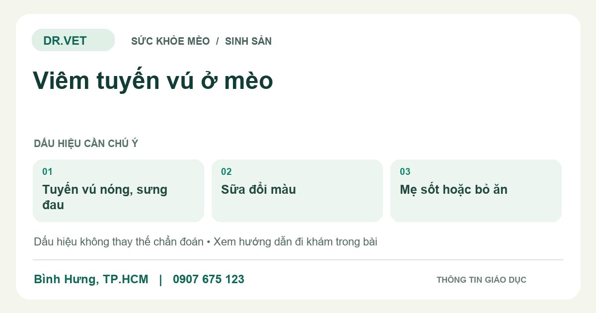 Đồ họa giáo dục: Viêm tuyến vú ở mèo – tuyến vú nóng, sưng đau, sữa đổi màu, mẹ sốt hoặc bỏ ăn. Không phải ảnh ca bệnh.