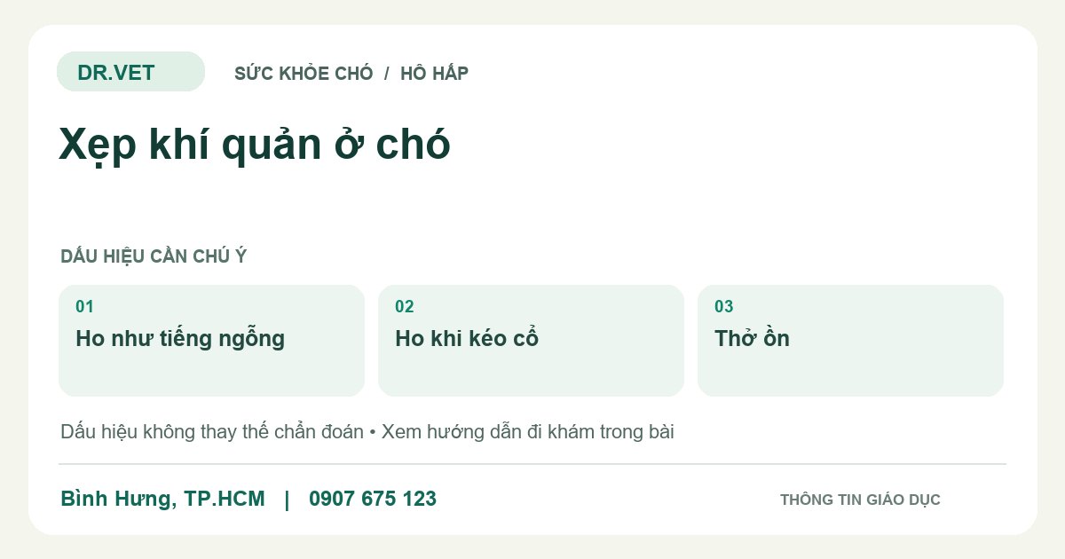 Đồ họa giáo dục: Xẹp khí quản ở chó – ho như tiếng ngỗng, ho khi kéo cổ, thở ồn. Không phải ảnh ca bệnh.