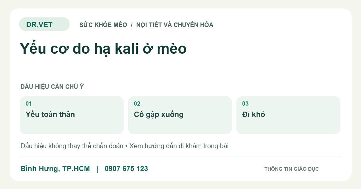 Đồ họa giáo dục: Yếu cơ do hạ kali ở mèo – yếu toàn thân, cổ gập xuống, đi khó. Không phải ảnh ca bệnh.